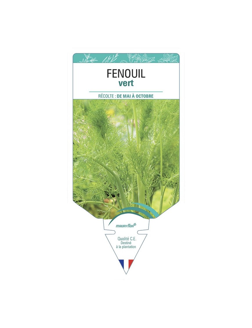 FENOUIL vert