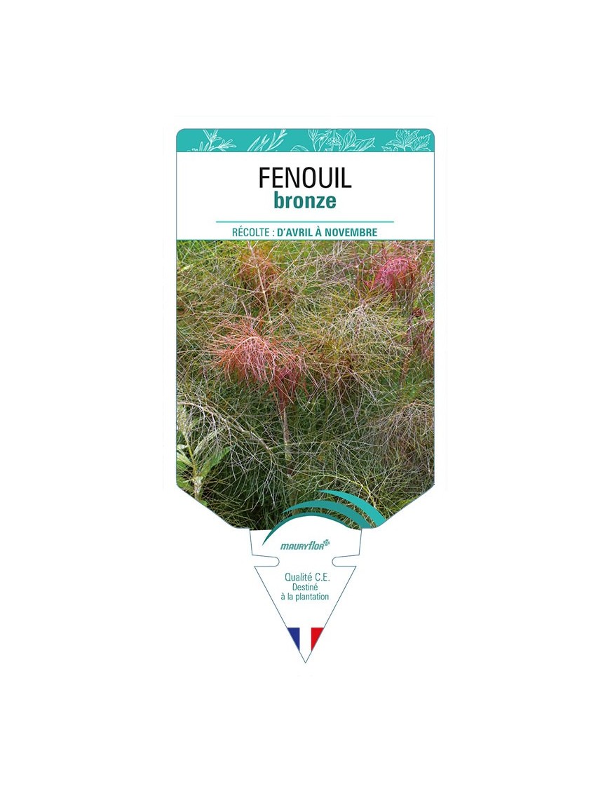 FENOUIL BRONZE