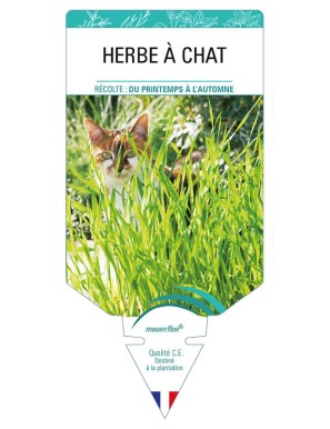 HERBE A CHAT