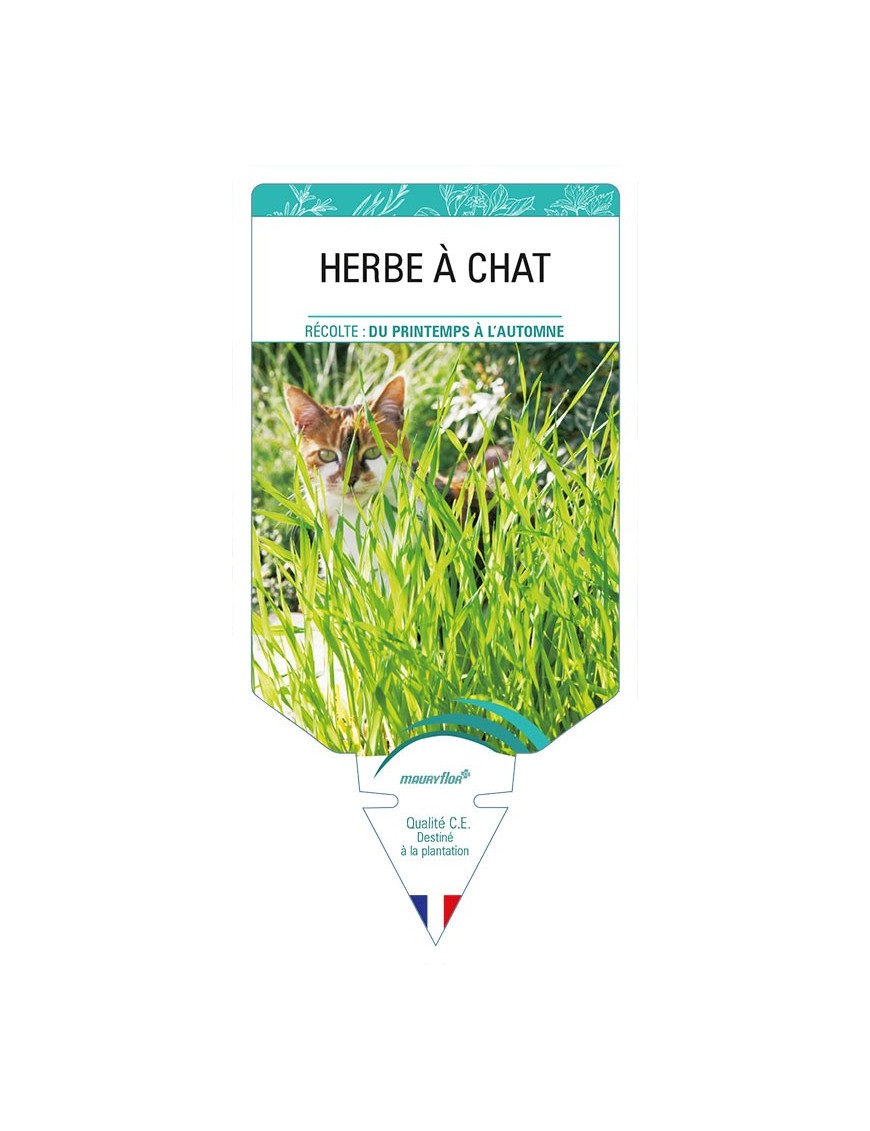 HERBE A CHAT