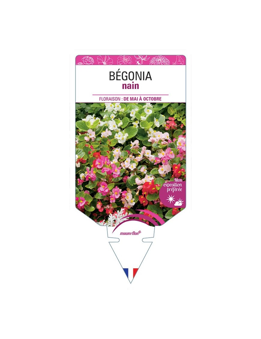 BÉGONIA NAIN (VARIÉ)