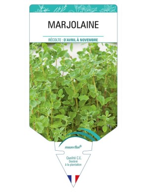 MARJOLAINE (officinale)