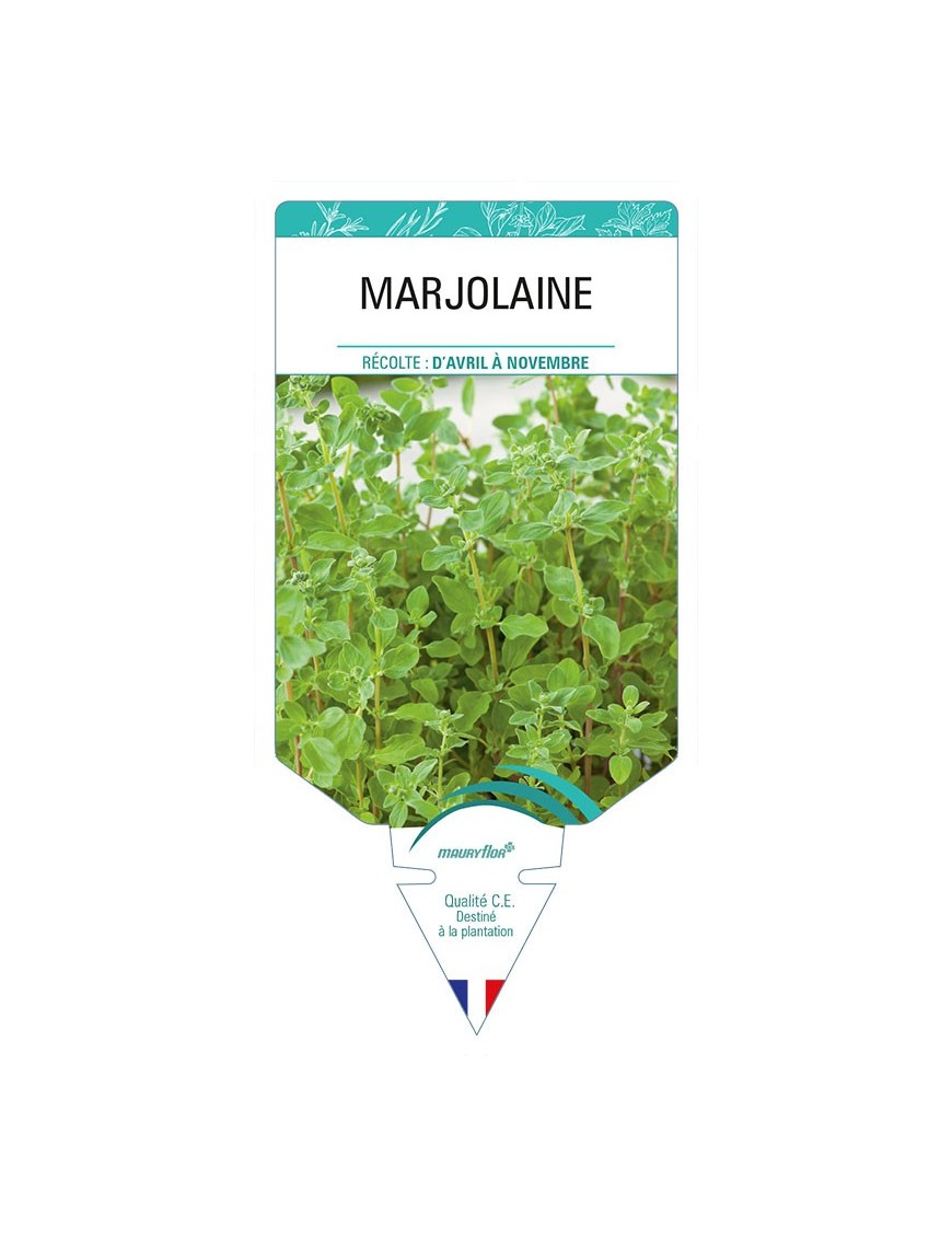 MARJOLAINE (officinale)