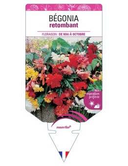 BÉGONIA RETOMBANT (VARIÉ)