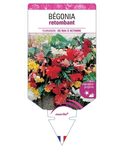 BÉGONIA RETOMBANT (VARIÉ)
