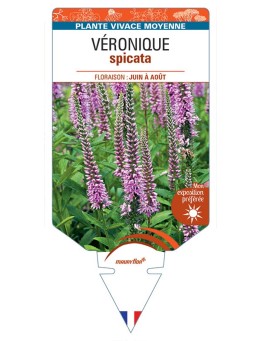 VERONICA (spicata rose) voir VÉRONIQUE *