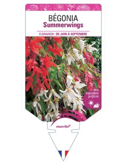 BÉGONIA SUMMERWINGS