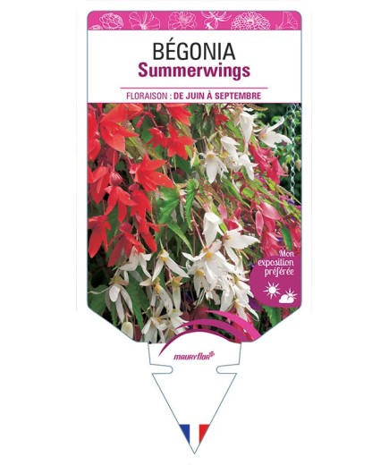 BÉGONIA SUMMERWINGS