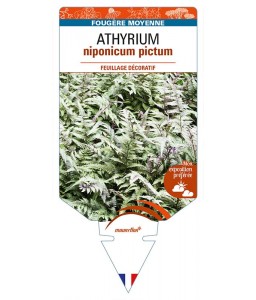 ATHYRIUM niponicum pictum