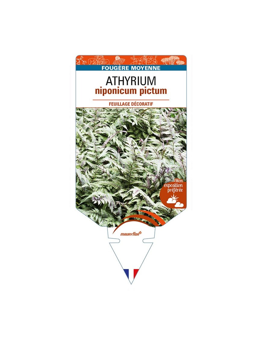 ATHYRIUM niponicum pictum