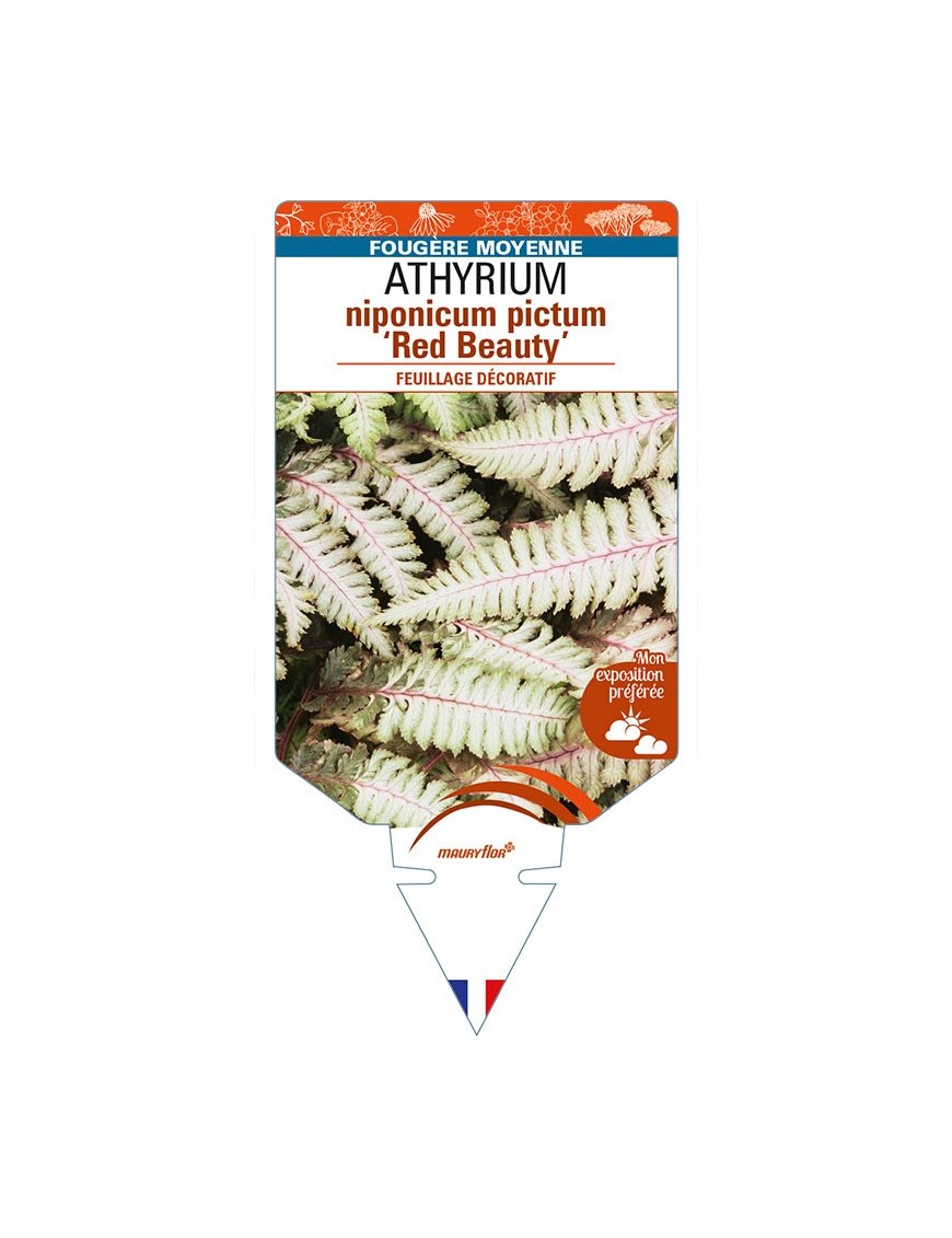 ATHYRIUM niponicum pictum ‘Red Beauty’