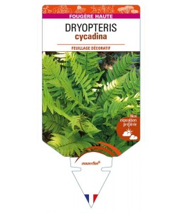 DRYOPTERIS cycadina
