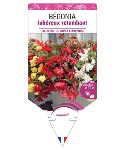 BÉGONIA TUBÉREUX RETOMBANT (VARIÉ)
