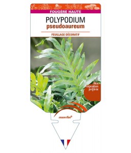 POLYPODIUM pseudoaureum