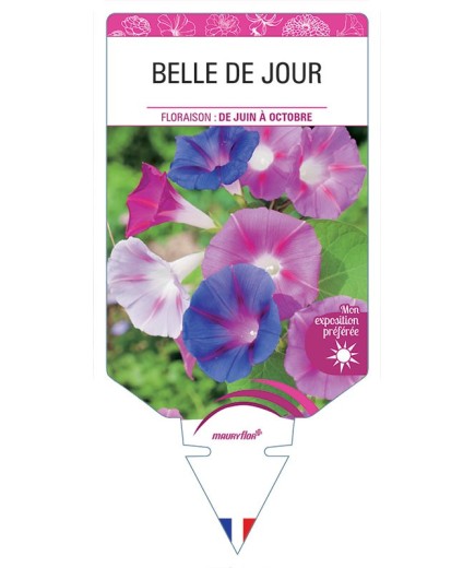 BELLE DE JOUR