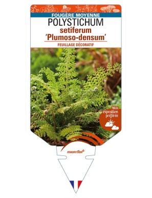 POLYSTICHUM setiferum 'Plumoso-densum'