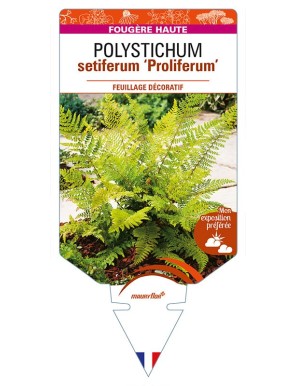 POLYSTICHUM setiferum 'Proliferum'