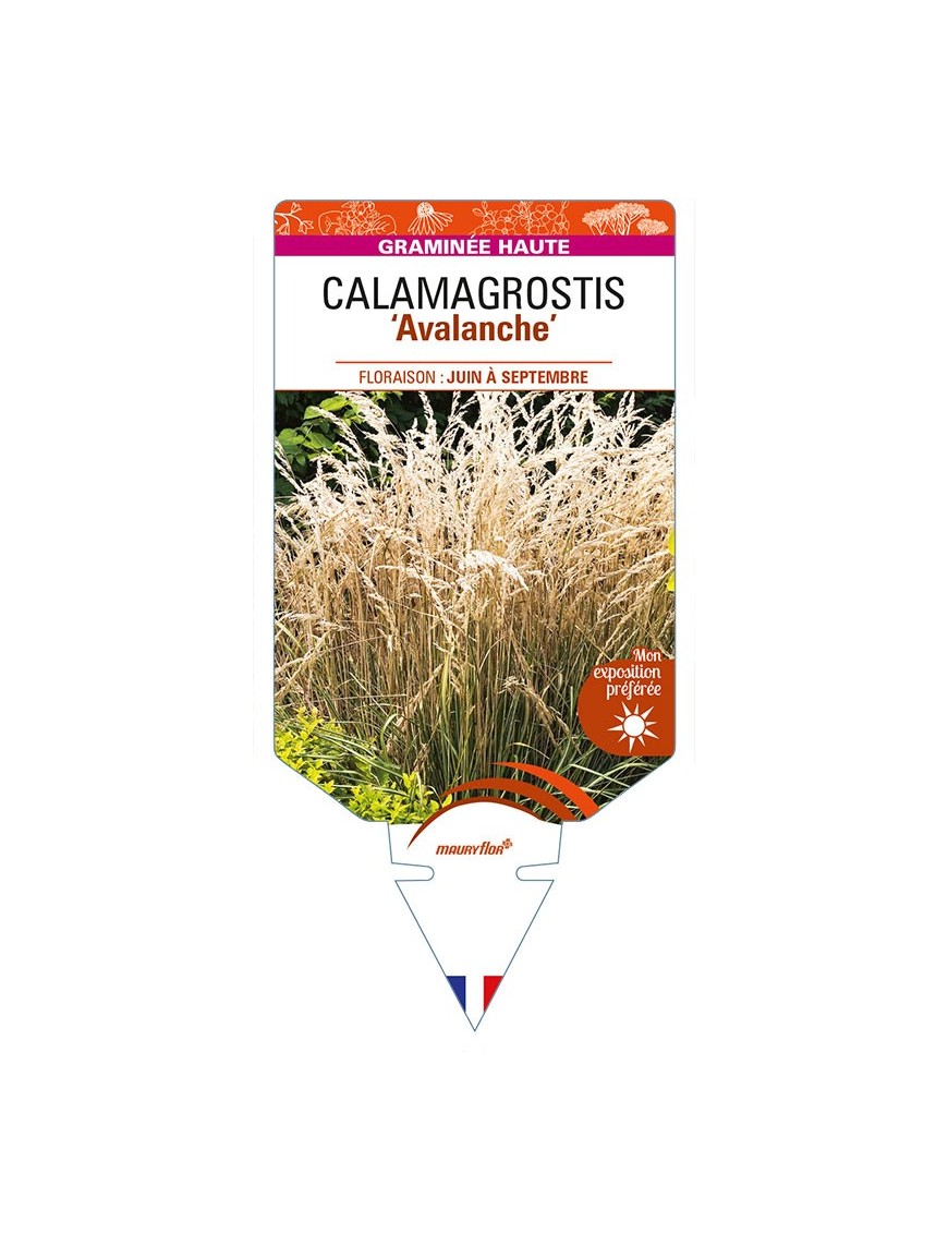 CALAMAGROSTIS (x acutiflora) 'Avalanche'