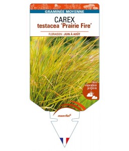 CAREX testacea 'Prairie Fire'