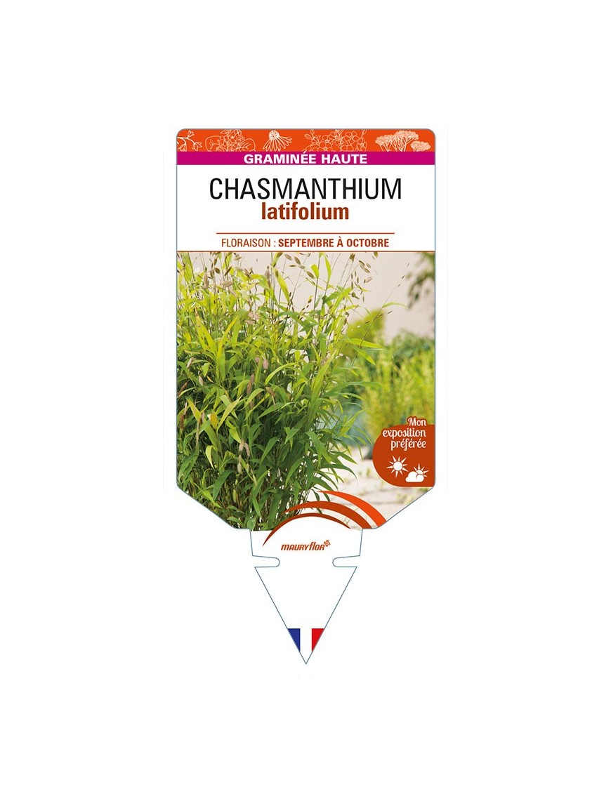 CHASMANTHIUM latifolium
