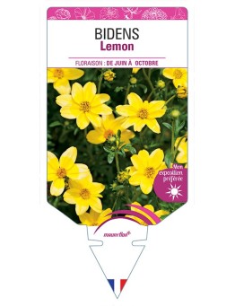 BIDENS LEMON