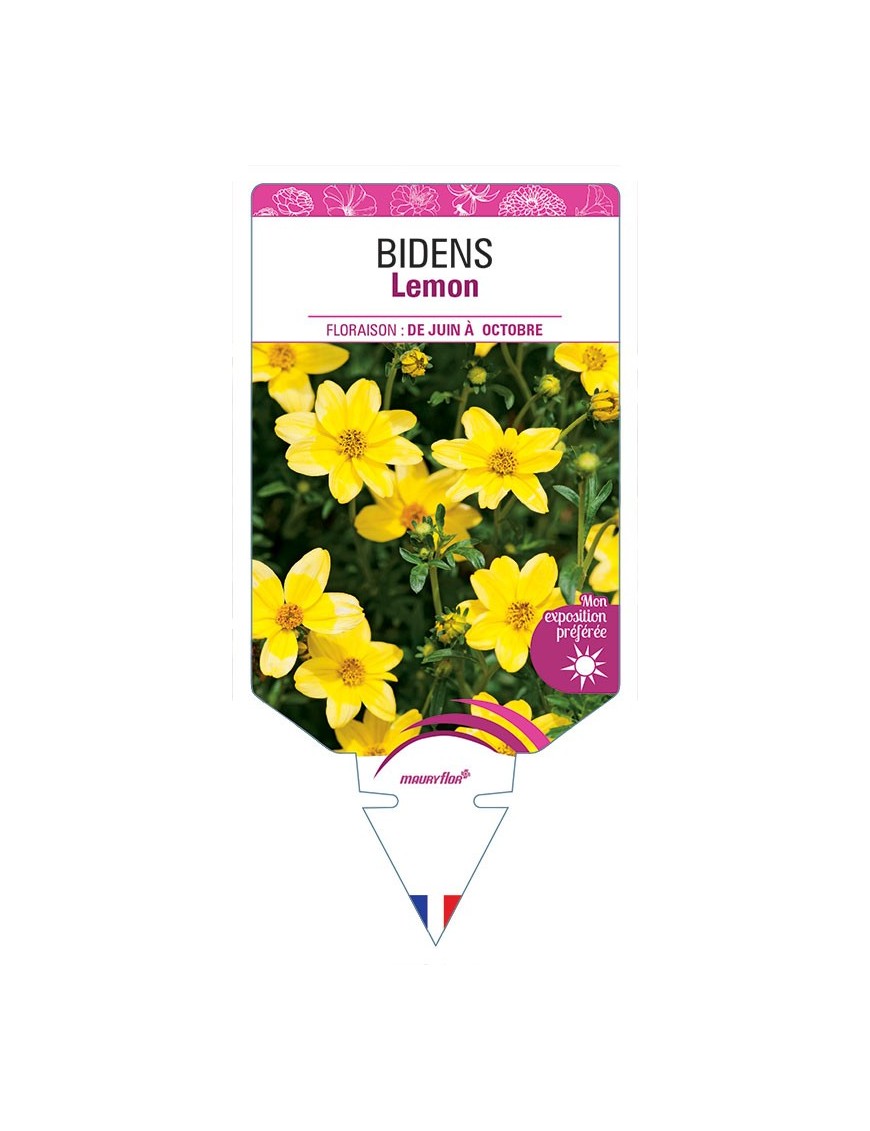 BIDENS LEMON