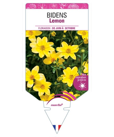 BIDENS LEMON