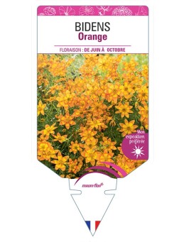 BIDENS ORANGE