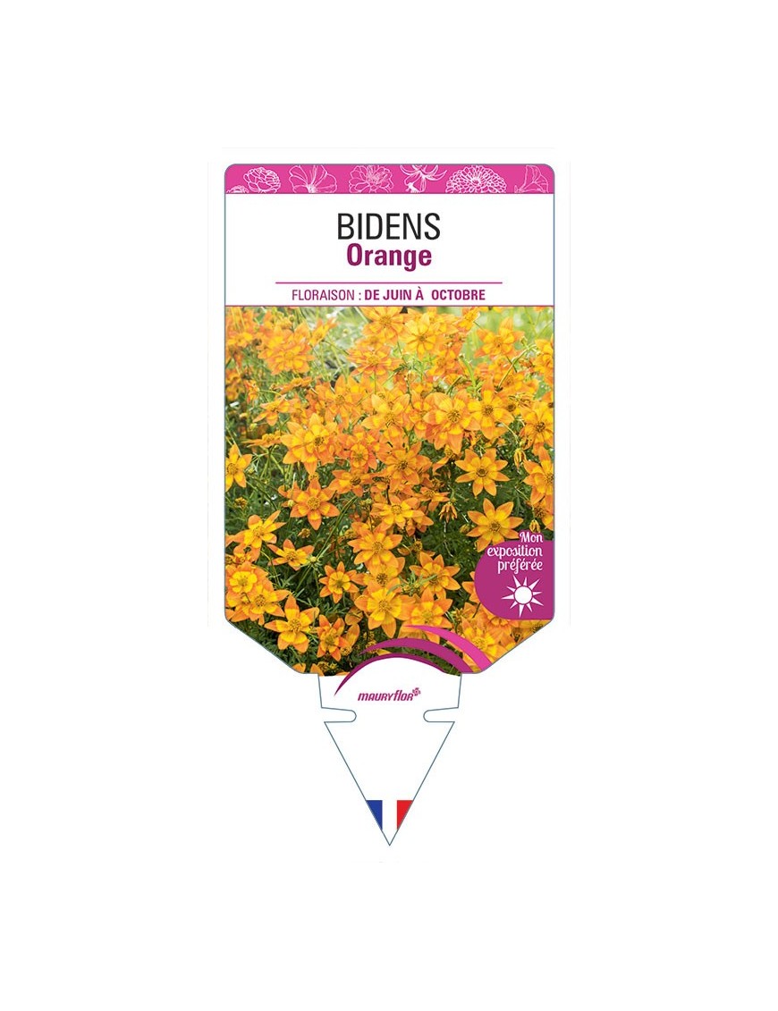 BIDENS ORANGE