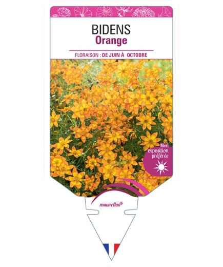 BIDENS ORANGE