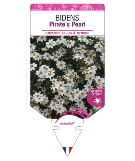 BIDENS PIRATE'S PEARL