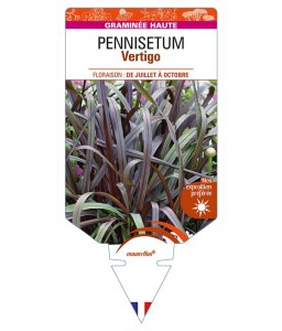 PENNISETUM (purpureum) Vertigo