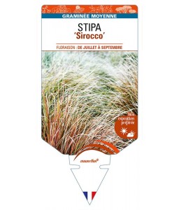 STIPA (arundinacea) ‘Sirocco’