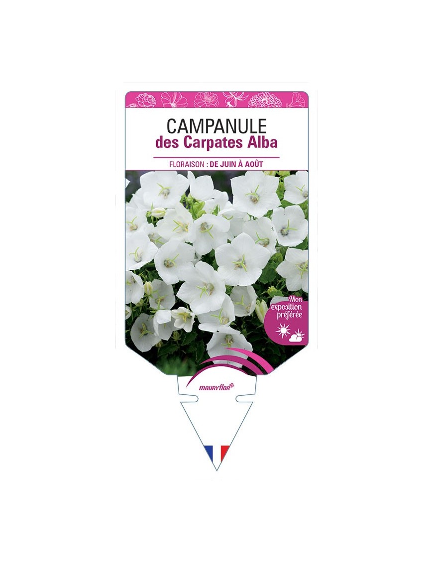 CAMPANULE DES CARPATES ALBA