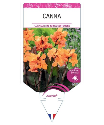 CANNA (ORANGE FEUILLAGE BRONZE)