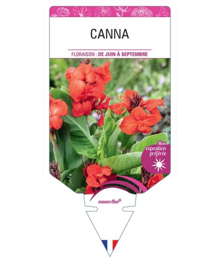 CANNA (ROUGE FEUILLAGE VERT)