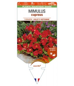 MIMULUS cupreus