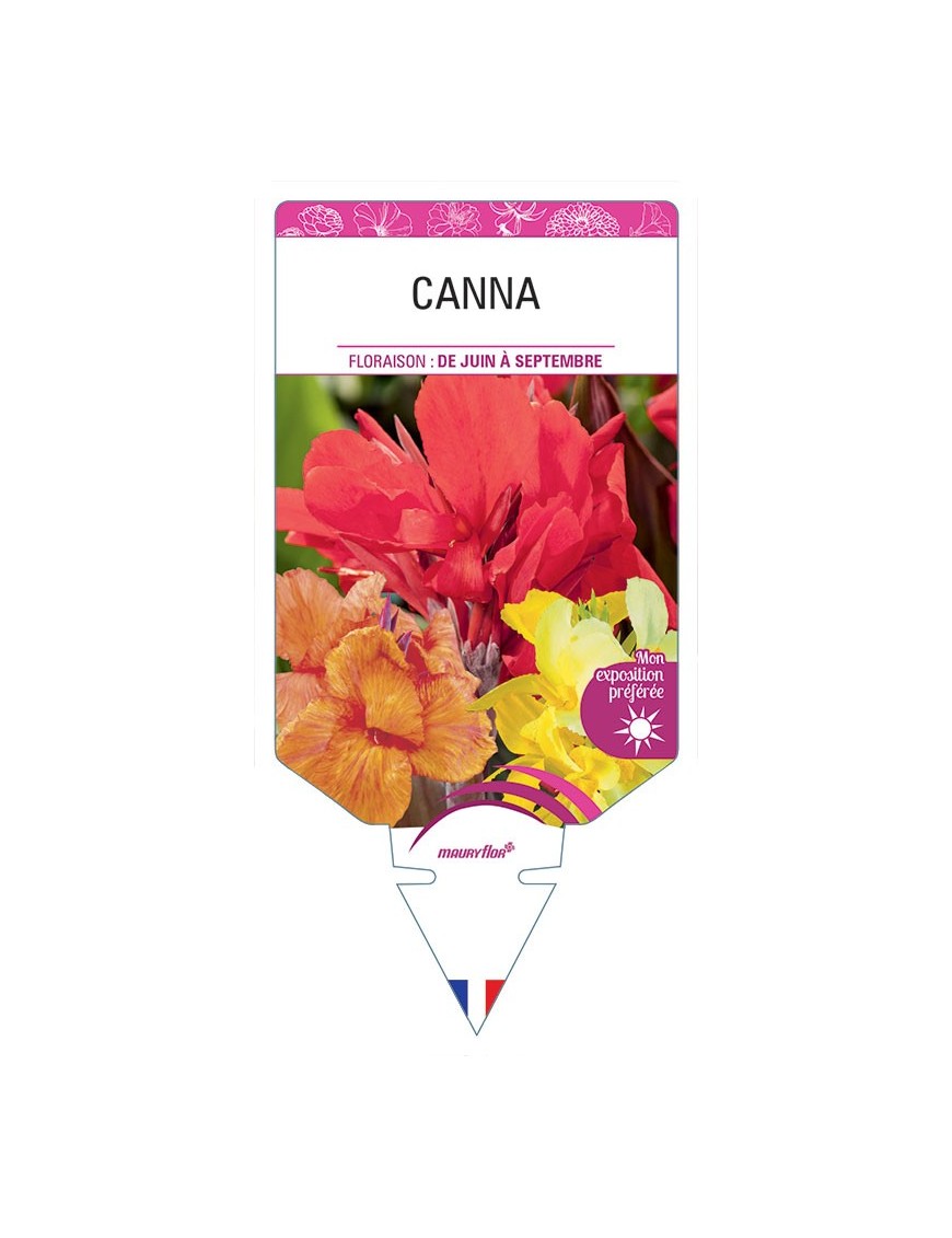 CANNA (VARIÉ)