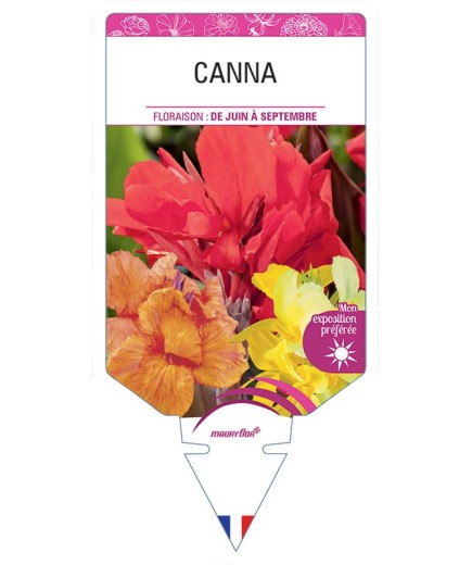 CANNA (VARIÉ)
