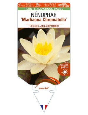 NYMPHAEA 'Marliacea Chromatella'