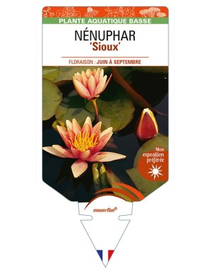 NYMPHAEA 'Sioux'