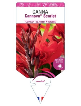 CANNA CANNOVA® SCARLET
