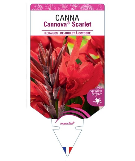 CANNA CANNOVA® SCARLET