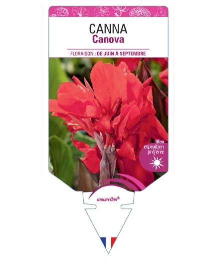 CANNA CANOVA