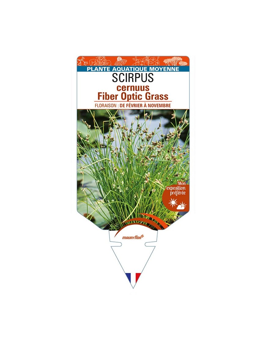 SCIRPUS cernuus Fiber Optic Grass