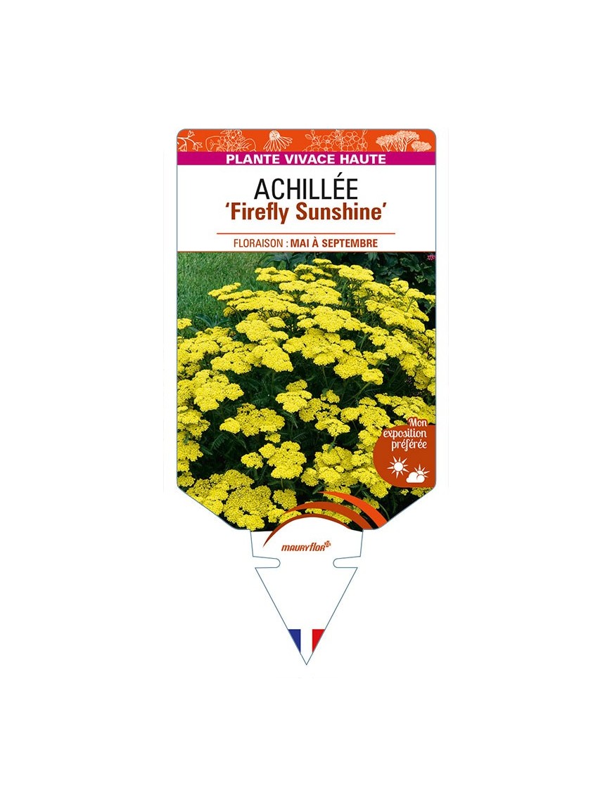 ACHILLEA (millefolium) 'Firefly Sunshine'