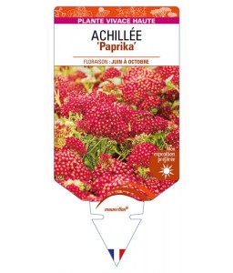 ACHILLEA (millefolium) 'Paprika'
