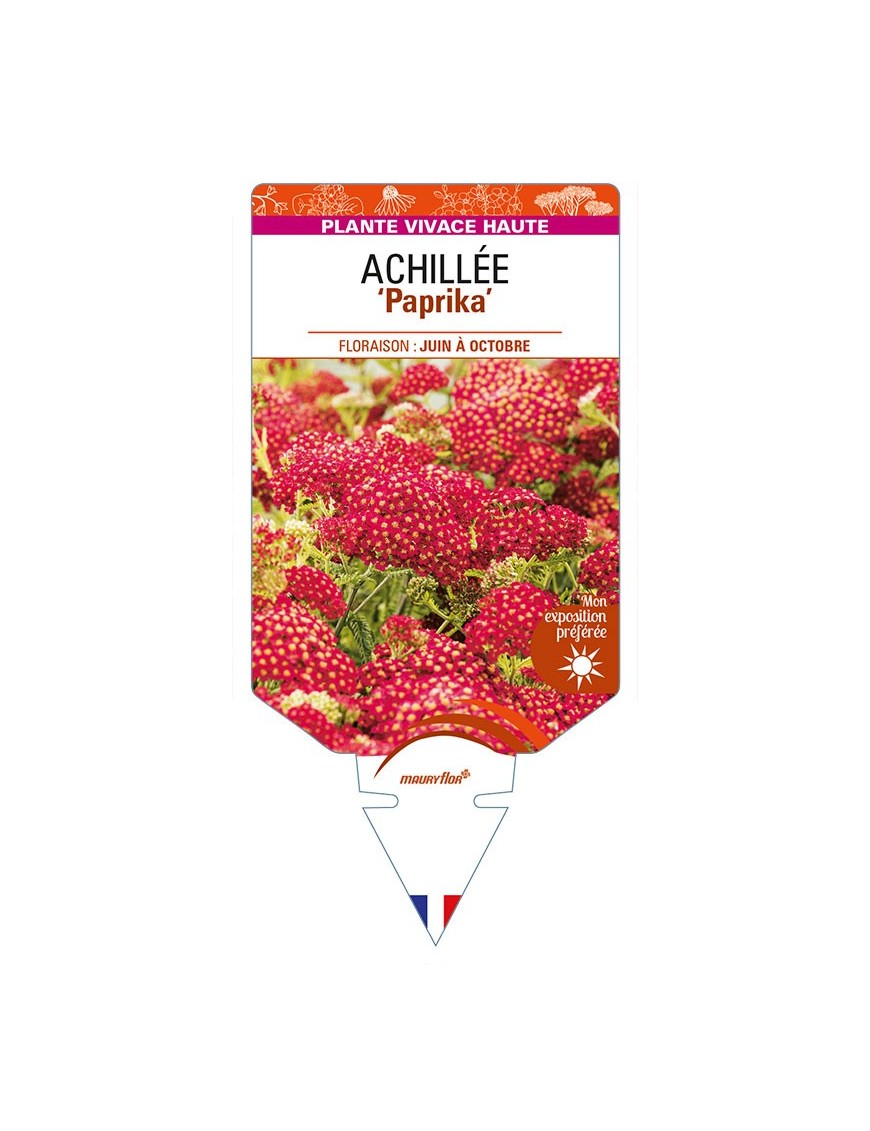 ACHILLEA (millefolium) 'Paprika'