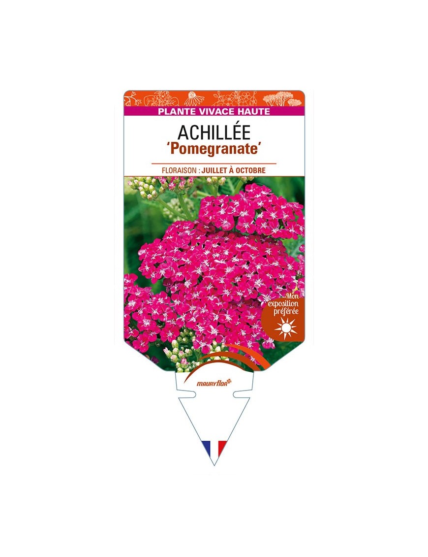 ACHILLEA (millefolium) 'Pomegranate'