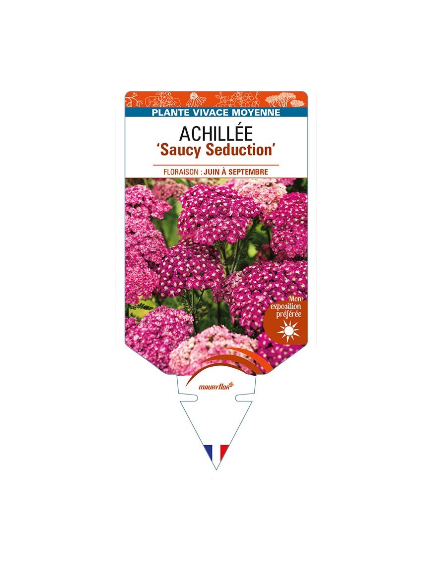 ACHILLEA (millefolium) 'Saucy Seduction'